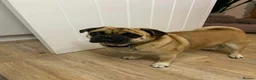 Jug dogs for adoption: 💙 One Little Pug X, One Big Heart 💙 in Droitwich - Advert 1