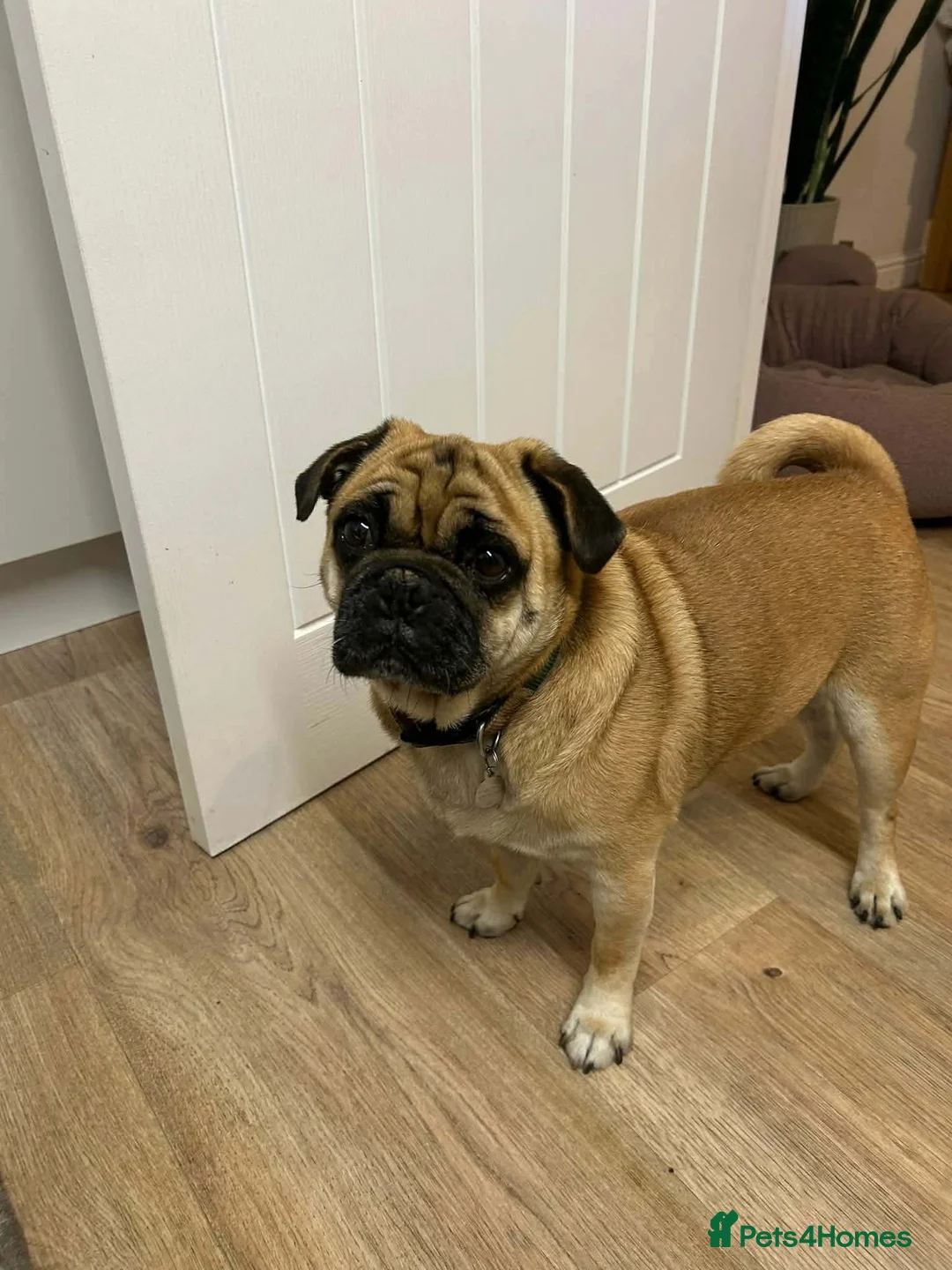 Jug dogs for adoption: 💙 One Little Pug X, One Big Heart 💙 in Droitwich - Advert 1
