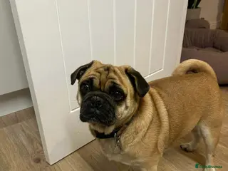 Jug dogs 💙 One Little Pug X, One Big Heart 💙 - Advert 7