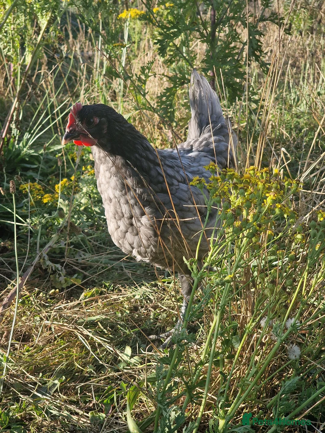 Chickens poultry for sale: Blue Jersey Giant Cockerel - Advert 2