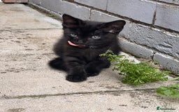 Savannah cats for sale: Savannah Kittens - Image 12
