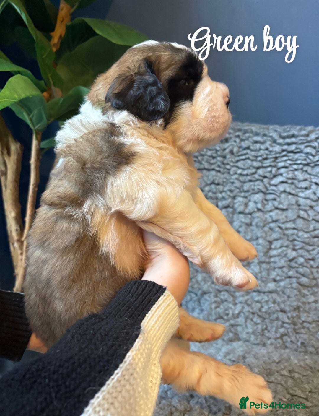 Saint Bernard dogs for sale: Litter of Saint Bernard puppies - Advert 15