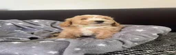 Maltipoo dogs for sale: Beautiful Maltipoochons puppies ready to leave - Advert 19