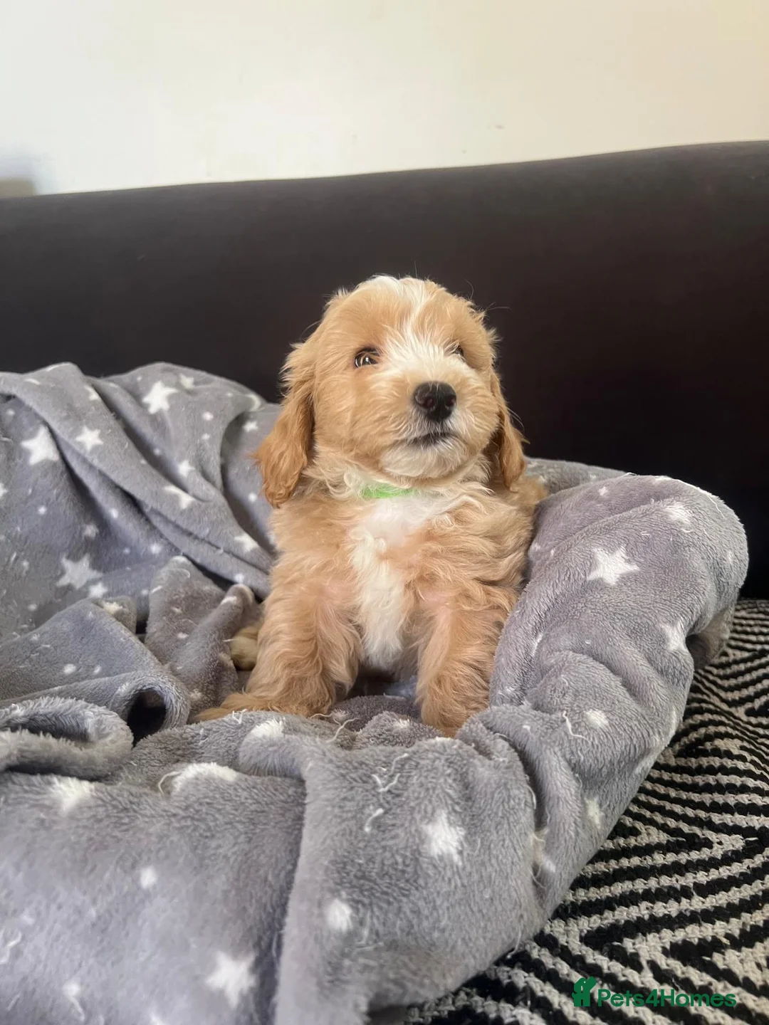 Maltipoo dogs for sale: Beautiful Maltipoochons puppies ready to leave - Advert 19
