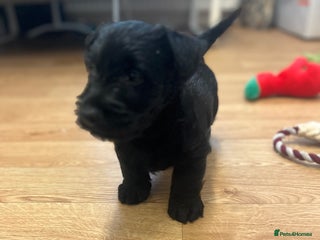 Scottish Terrier dogs - Advert 2