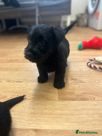 Scottish Terrier dogs - Advert 1
