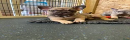 French Bulldog dogs for sale: ready last one available French bulldog puppy - Advert 2