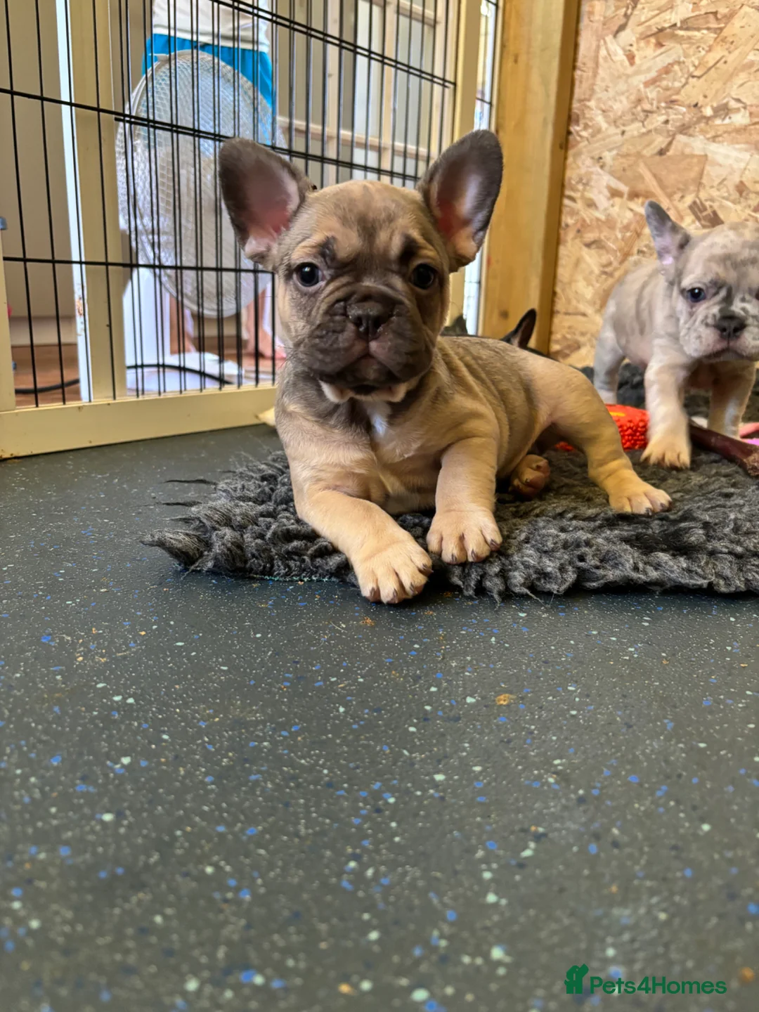 French Bulldog dogs for sale: ready last one available French bulldog puppy - Advert 2