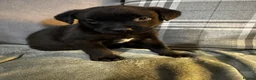 Mixed Breed dogs for sale: Staffrador puppies - Advert 22