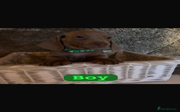 Dachshund dogs for sale: Dachshund  - Image 1