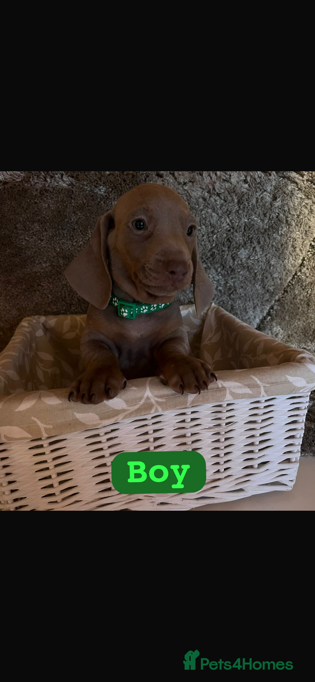 Dachshund dogs for sale: Dachshund  - Image 1