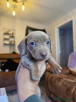 Dachshund dogs - Advert 8