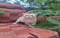 Exotic cats for sale: 💙READY NOW💙🏆Champion sired boys💙 😸  - Image 9