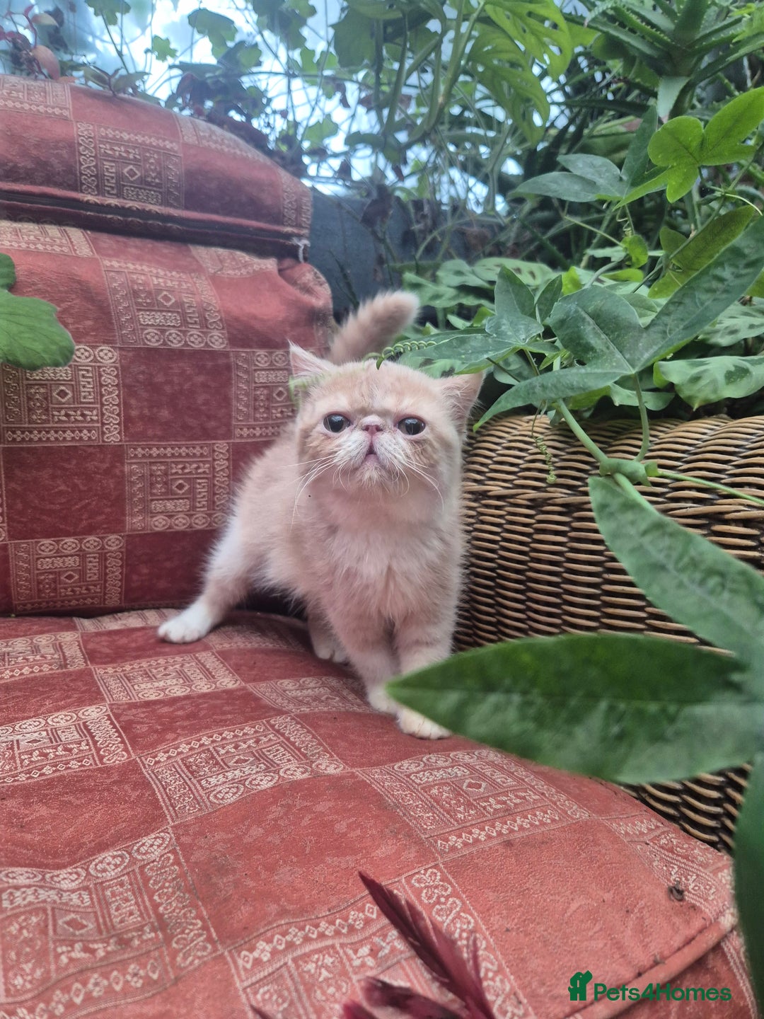 Exotic cats for sale: 💙READY NOW💙🏆Champion sired boys💙 😸  - Image 9