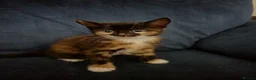 Mixed Breed cats for sale: 2 sweet girls  - Advert 11