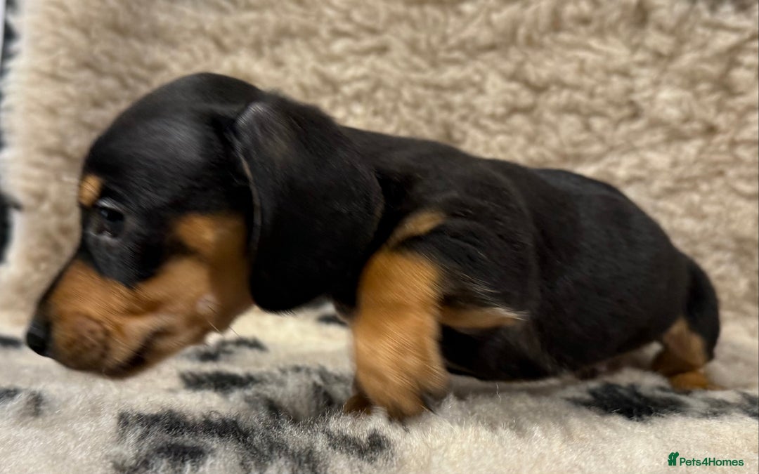 Miniature Dachshund dogs for sale: Miniature dachshund - Image 24