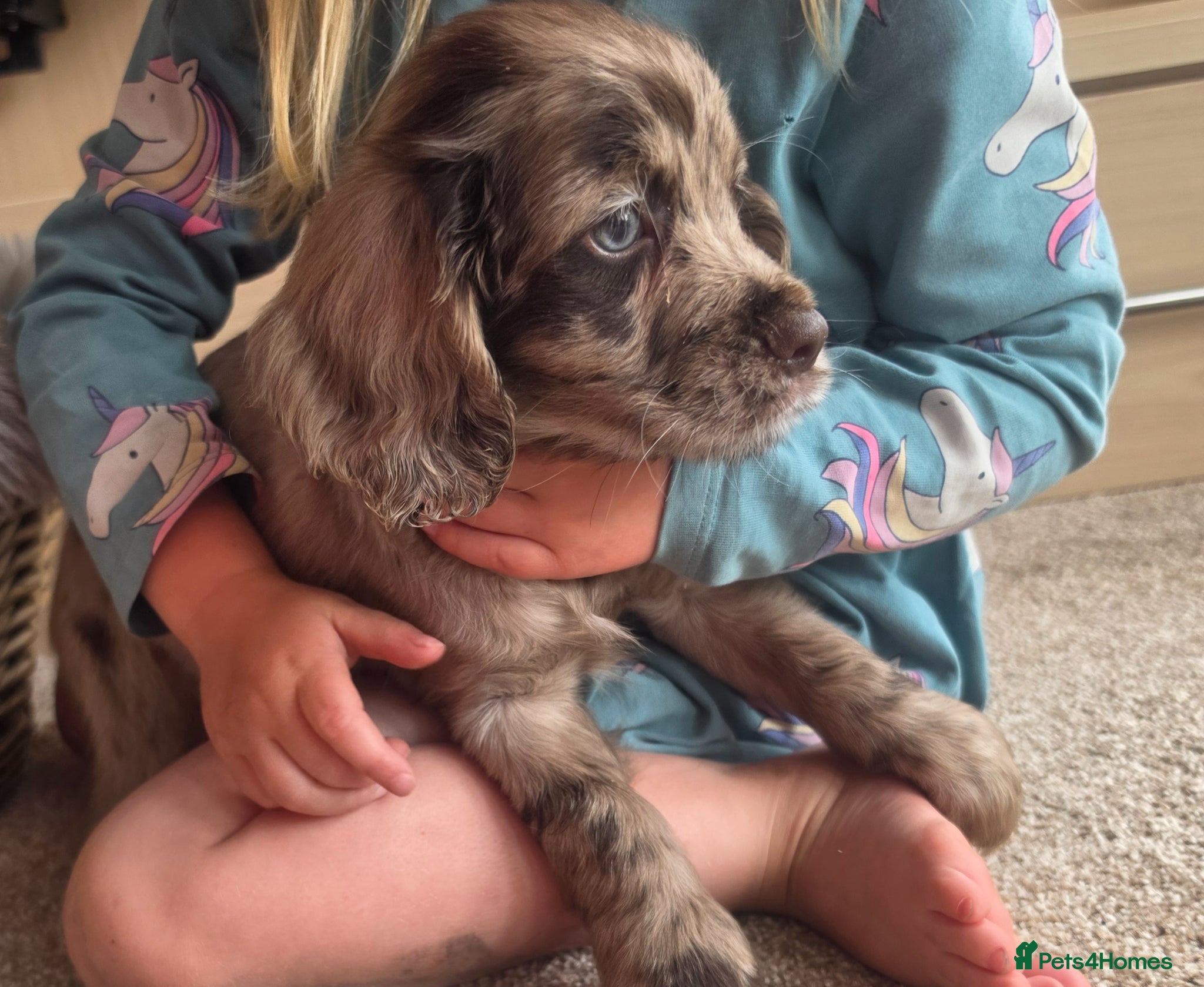 Cocker Spaniel dogs Rare coloured working type cocker spaniels! - Advert 3