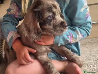 Cocker Spaniel dogs Rare coloured working type cocker spaniels! - Advert 3