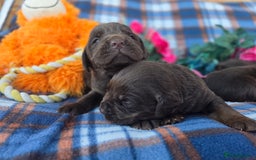 Cockerdor dogs for sale: F1 cockerdor puppies , cocker x labrador  - Image 3