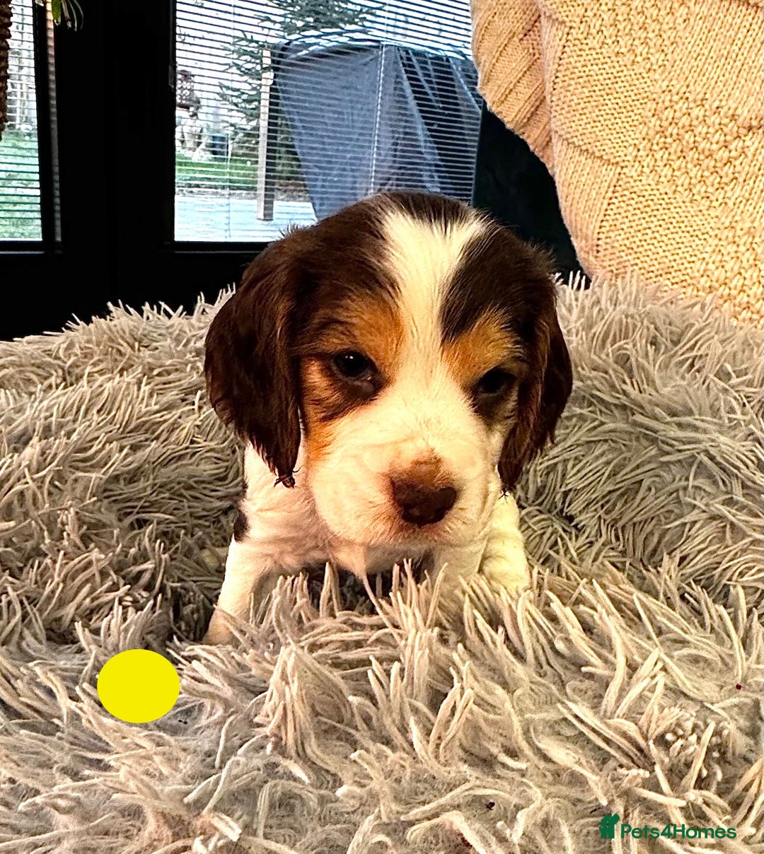 Cocker Spaniel dogs for sale: Fantastic Show / Working Cocker Spaniels - Advert 26