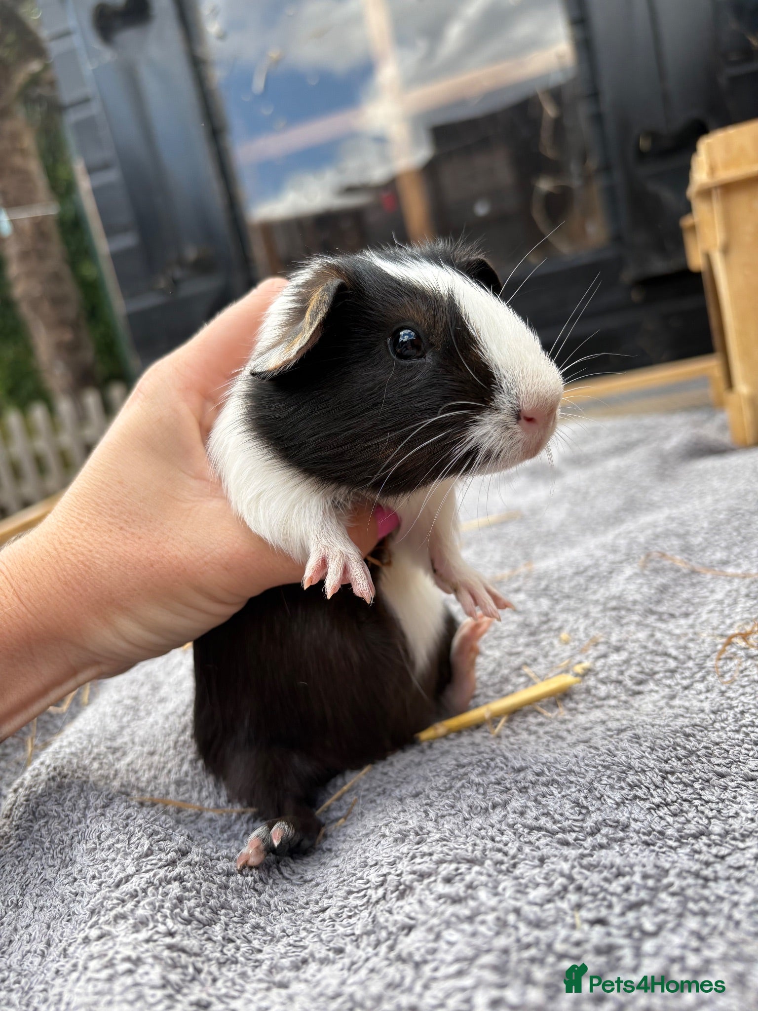 Guinea Pig rodents Guinea pig babies boys - Advert 17