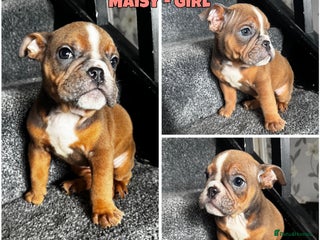 Olde English Bulldogge dogs - Advert 2