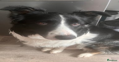 Border Collie dogs - Advert 4