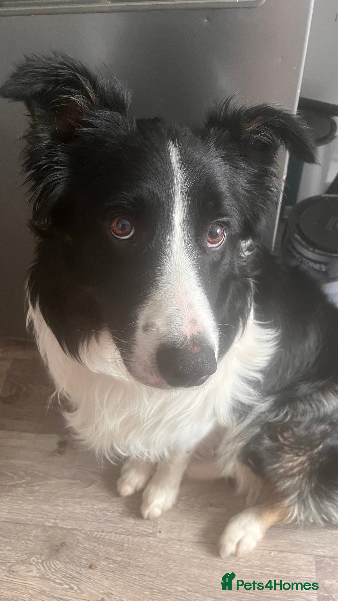 Border Collie dogs for sale: Lovely Border Collie - Image 2