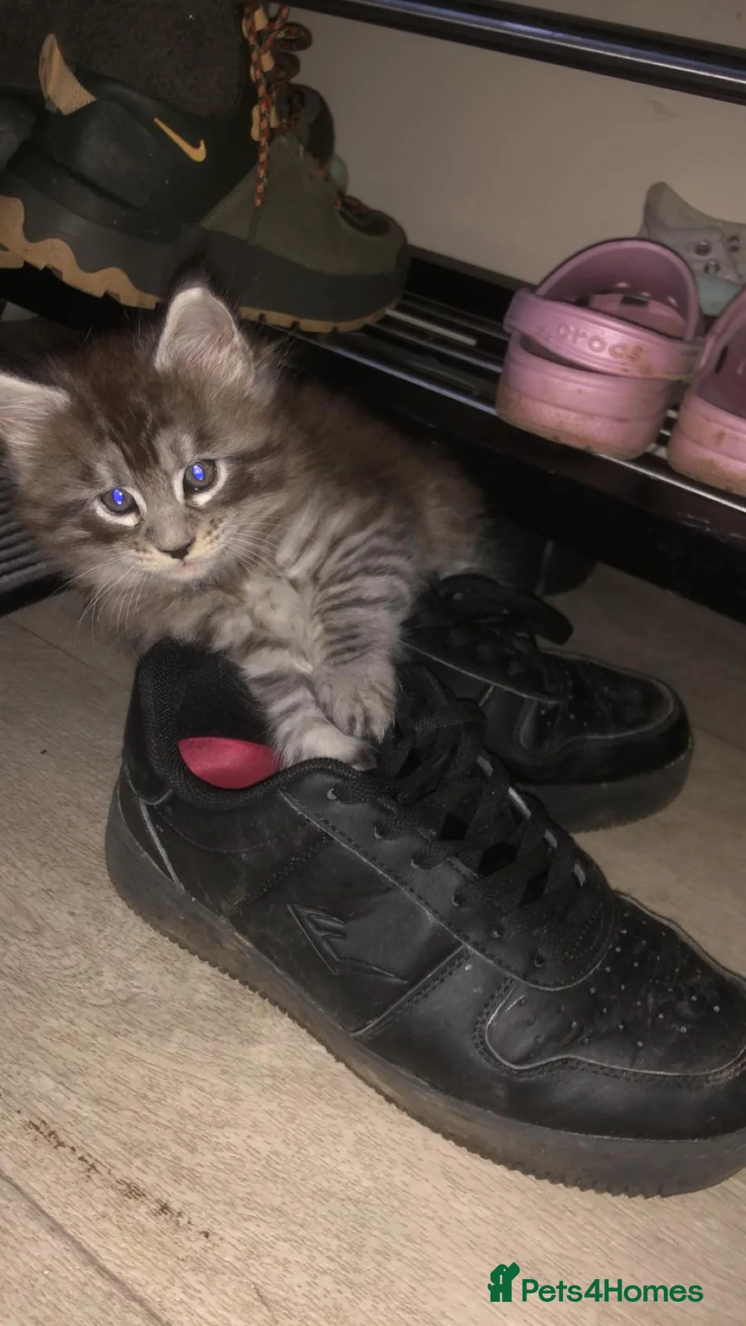 Maine Coon cats for sale: Register Maine Coon Kittens  - Advert 27