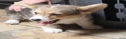 Welsh Corgi Pembroke dogs for sale: 2 Tri Pembrokeshire corgi pups look for homes - Advert 3