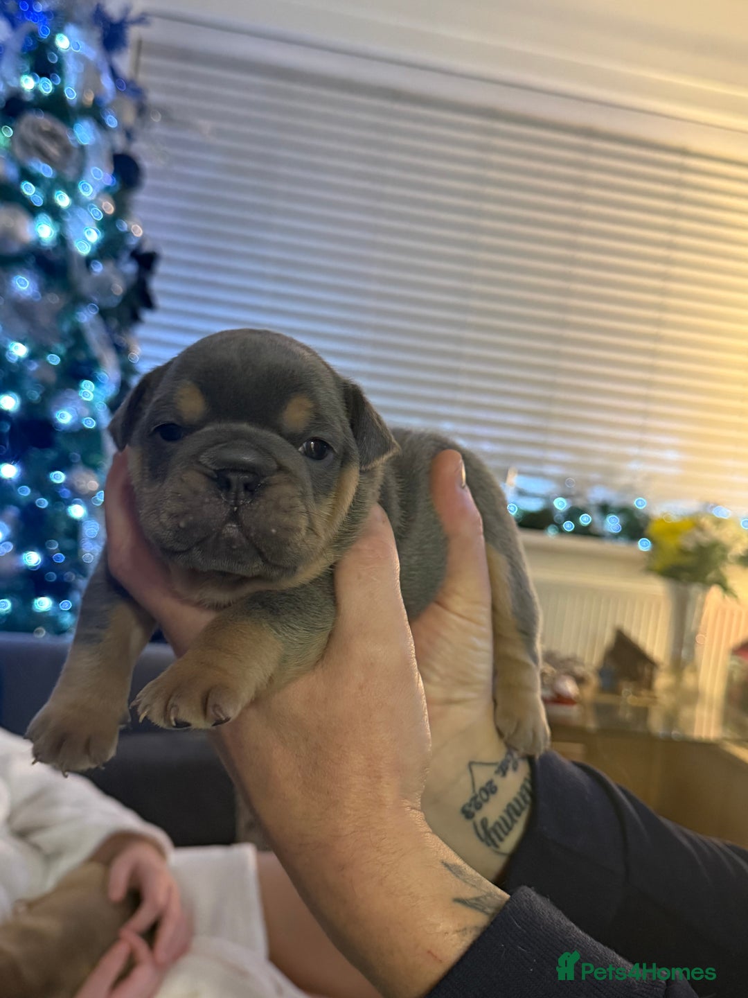 Mixed Breed dogs for sale: 3 girls 1 boy pup for sale - Advert 9