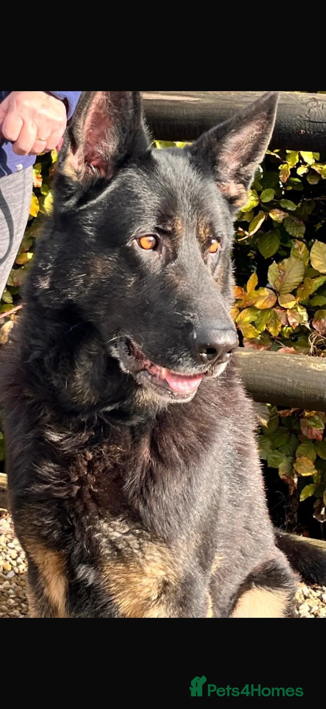 German Shepherd dogs for sale: German shepherd  in Bradford - Advert 1