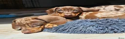 Dachshund dogs for sale: adorable Dachshund puppies for sale  in New Malden - Advert 6