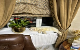 Turkish Angora cats for sale: FREE! Turkish Angora Cat Looking for a New Home  - Image 4
