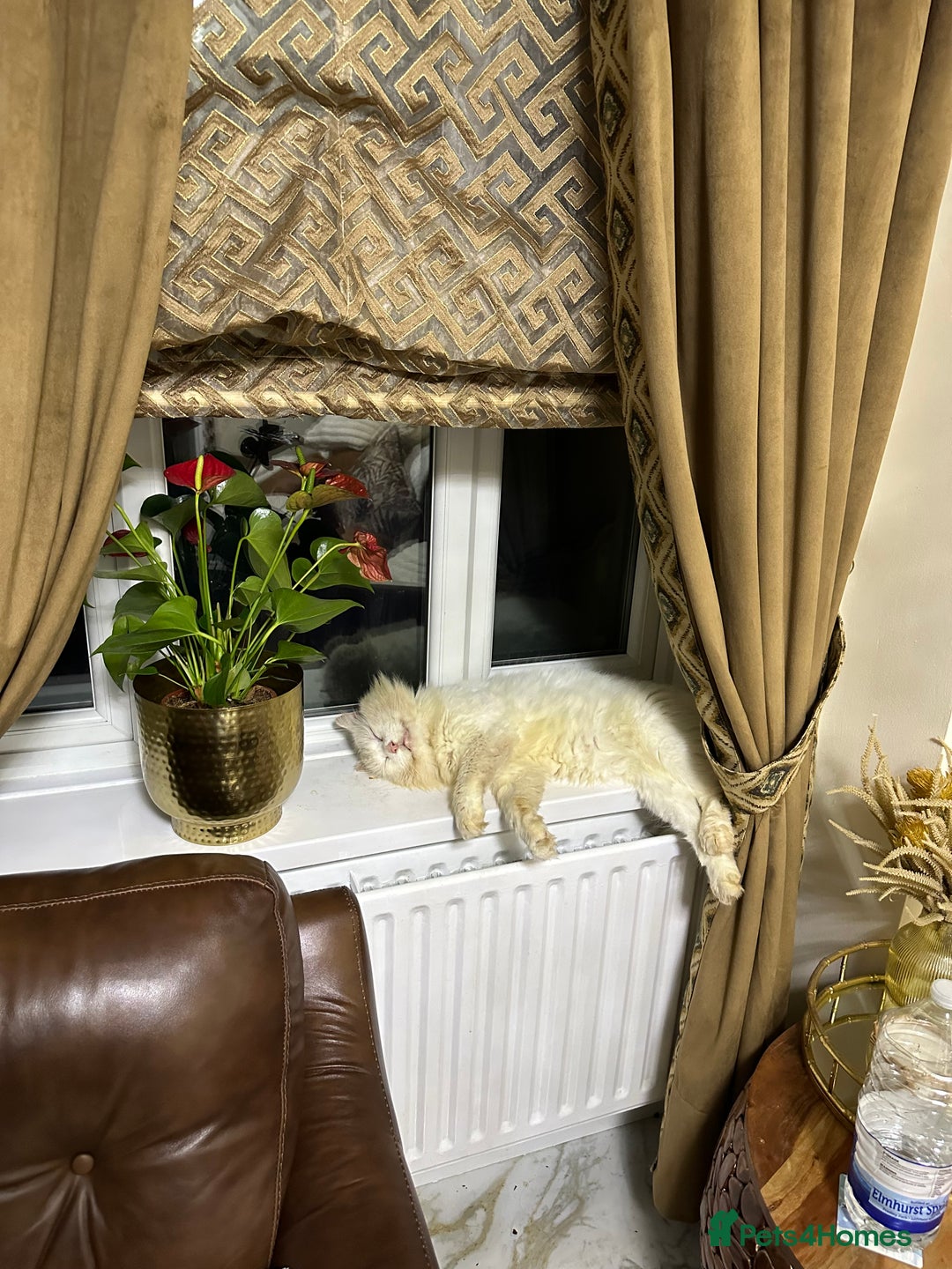 Turkish Angora cats for sale: FREE! Turkish Angora Cat Looking for a New Home  - Image 4
