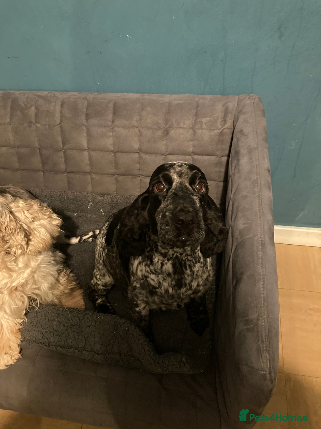 Cocker Spaniel dogs for sale: Beautiful adult cocker spaniel females - Advert 6