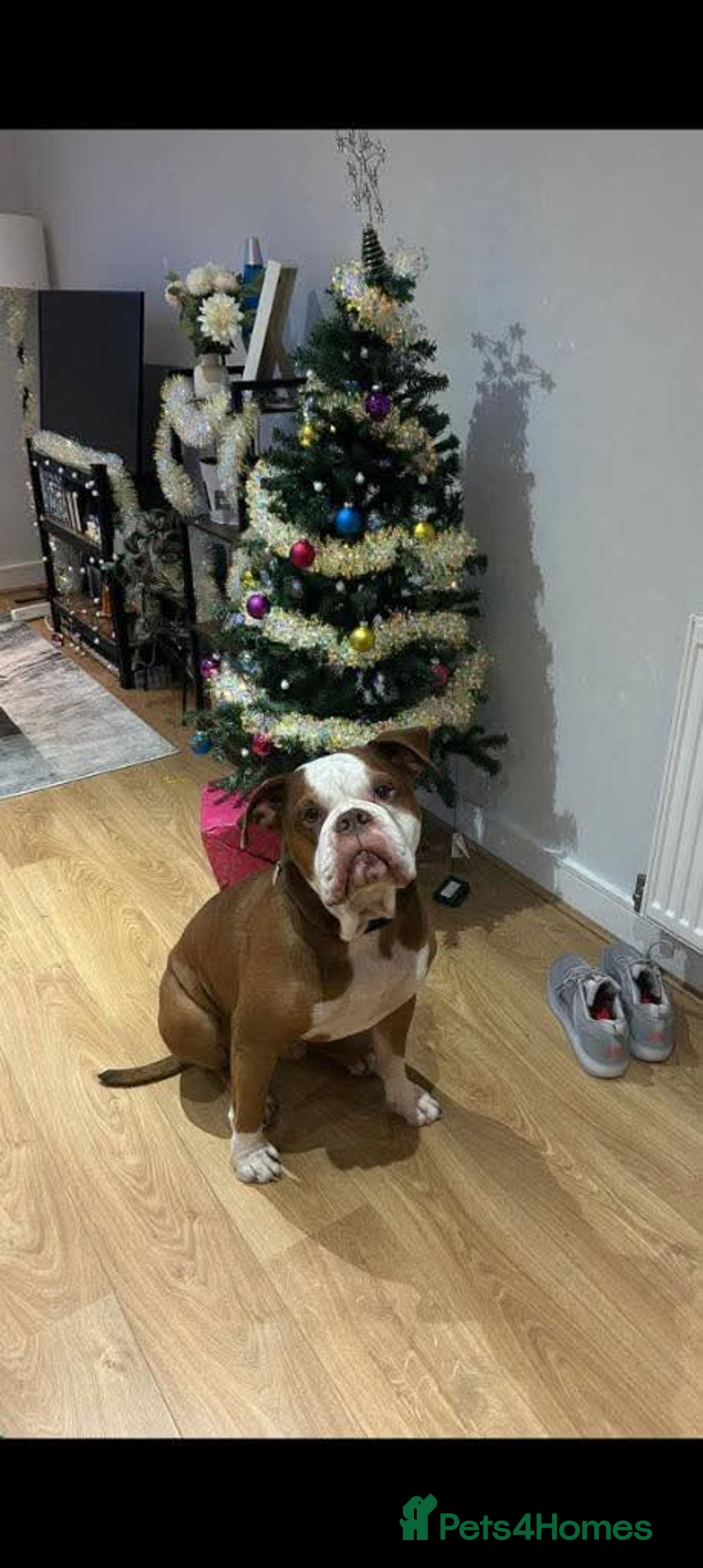 Mixed Breed dogs for adoption: Meet Tyson, currently residing in Hertfordshire  - Advert 5