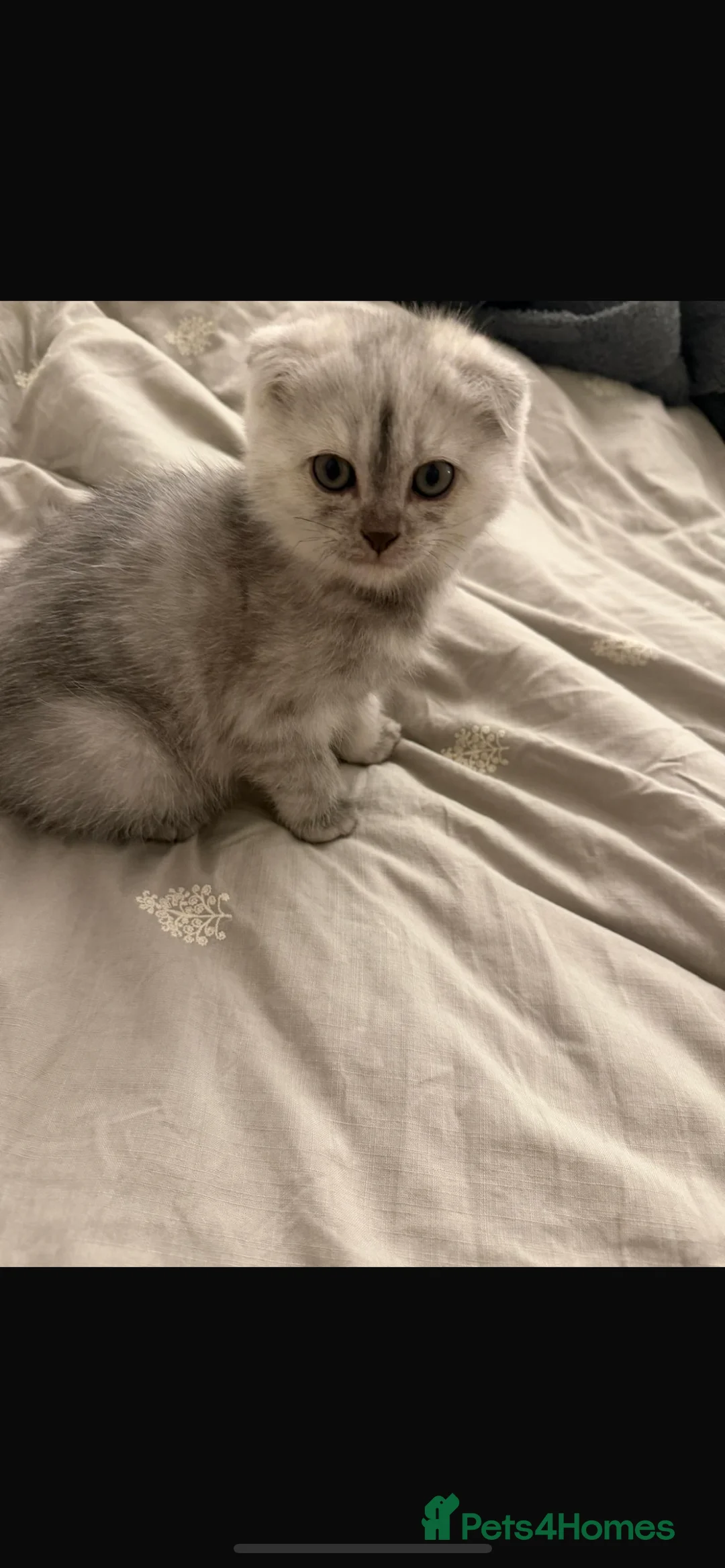 Scottish Fold cats for sale: Scottish Fold Boy  - Advert 2