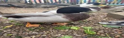 Ducks poultry for sale: Call Duck Drakes hand raised  - Advert 5