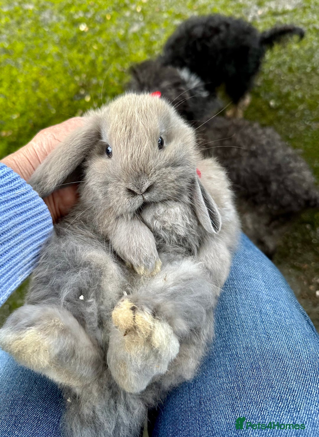 Mini Lop rabbits for sale: Mini lop baby bunnies, very well handled - Advert 5