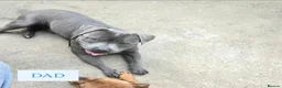 Staffordshire Bull Terrier dogs for sale: KC Blue Staffordshire Bull terrier puppies - Advert 2
