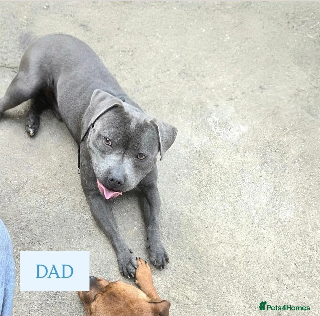 Staffordshire Bull Terrier dogs for sale: KC Blue Staffordshire Bull terrier puppies - Advert 2