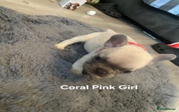 French Bulldog dogs for sale: Beautiful chunky French Bulldogs - Image 18
