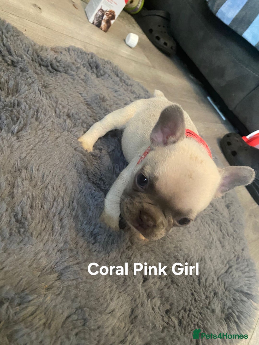 French Bulldog dogs for sale: Beautiful chunky French Bulldogs - Image 18