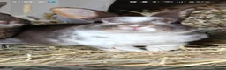 Rex rabbits for sale: Mini Rex Rabbits  - Advert 14