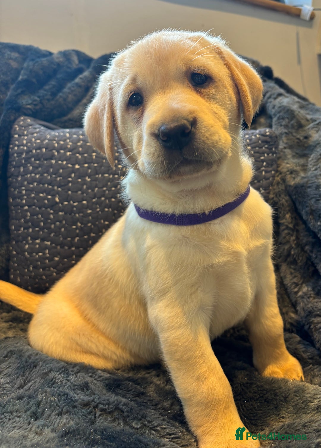 Labrador Retriever dogs for sale: Labradors  - Image 1