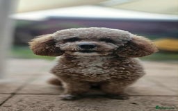 Cavapoo dogs for sale: Ruby - cavapoo - Advert 1