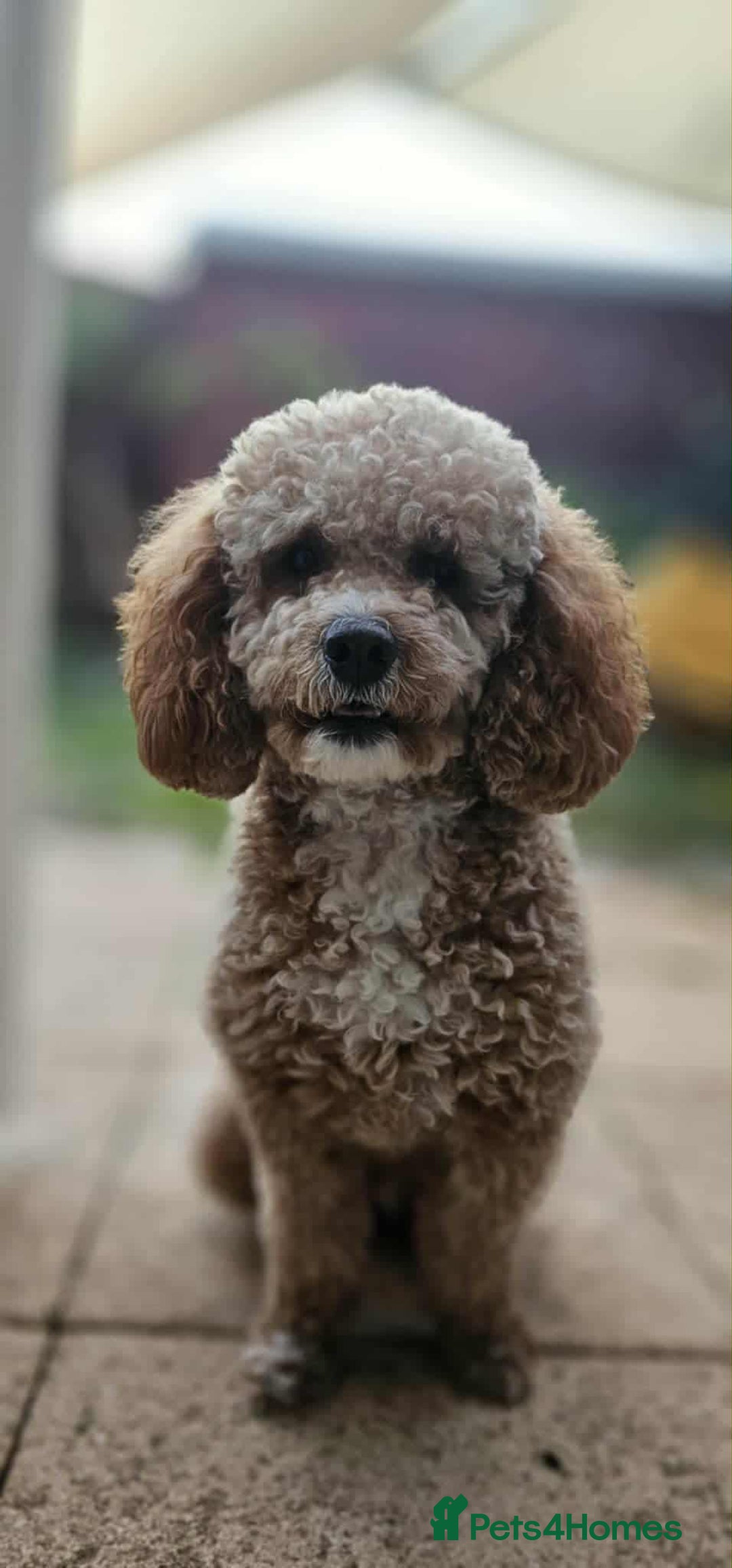 Cavapoo dogs for sale: Ruby - cavapoo - Advert 1