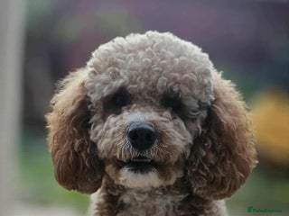 Cavapoo dogs for sale: Ruby - cavapoo - Advert 1