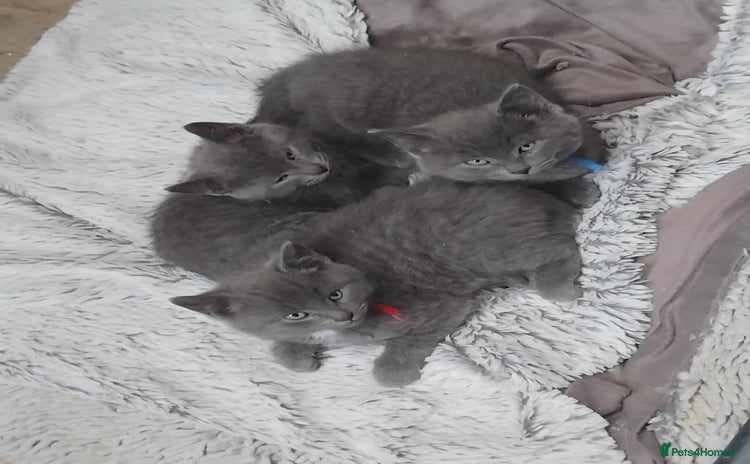 British Shorthair cats - Advert 3